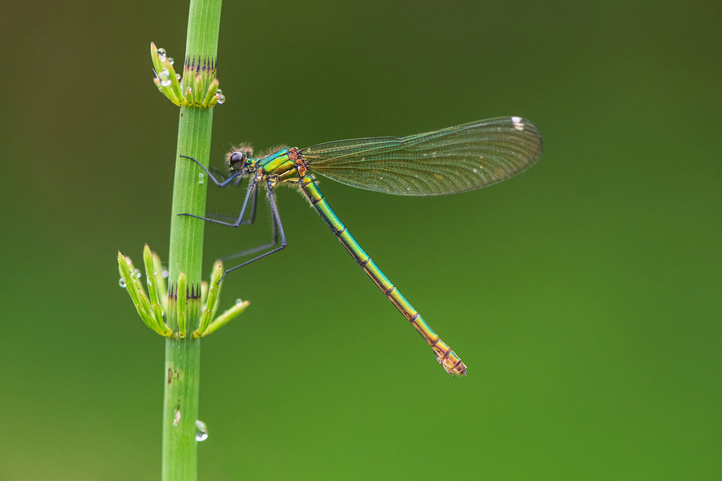 Banded Demoiselle (Calopteryx Splendens), Female - Nikon D850, Nikkor 105mm Macro @ f/4.0, 1/160th second at ISO 800.
