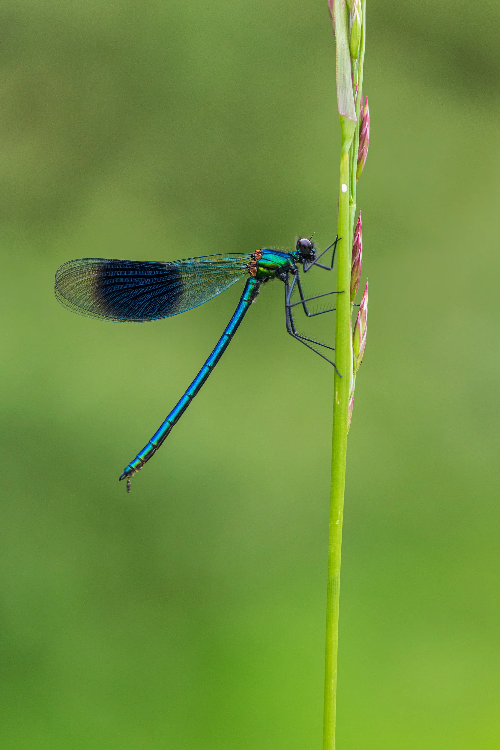 Banded Demoiselle (Calopteryx Splendens), Male - Nikon D850, Nikkor 105mm Macro @ f/5.6, 1/125th second at ISO 1600.