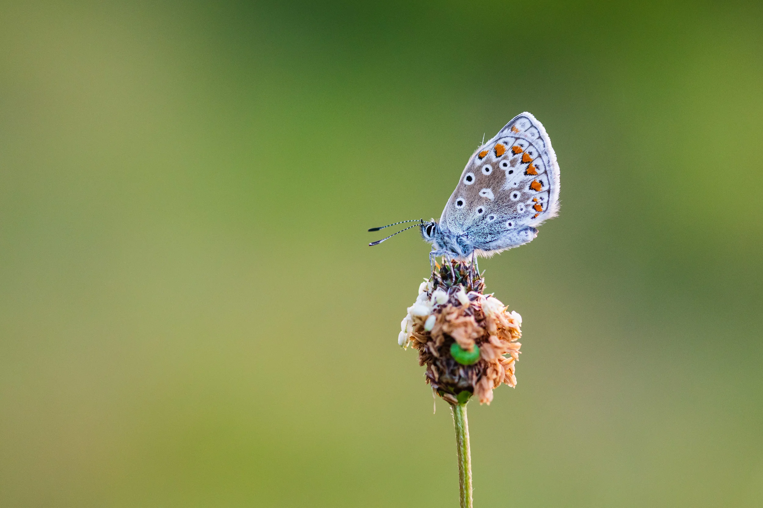 Common Blue #1, Devon - Nikon D850, Zeiss 100mm f/2 at f/3.5, 1/400th second at ISO 1600