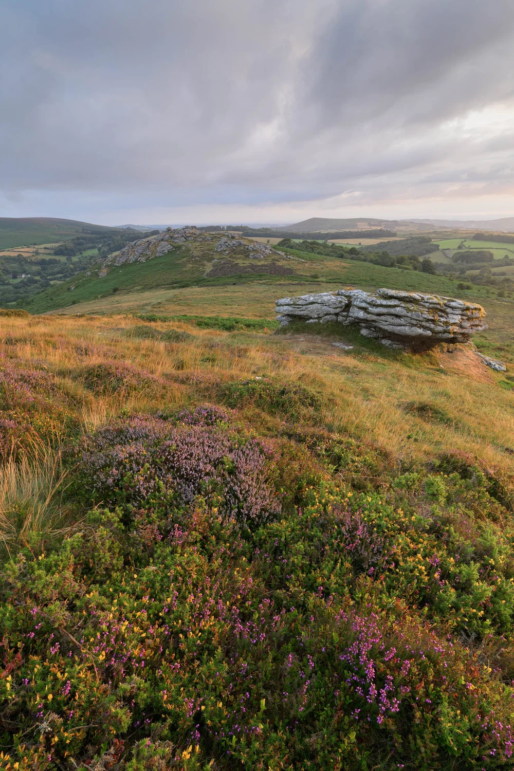 20250801-Chinkwell Heather.jpg