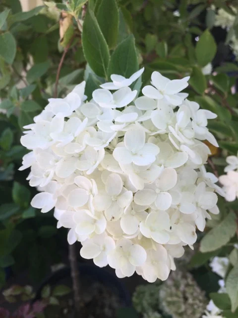 Hydrangea, Pee Gee Flower.jpg