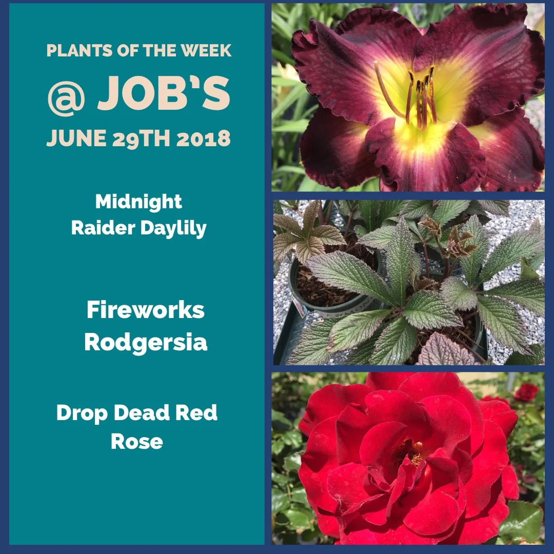 Plants of the Week of June 29th