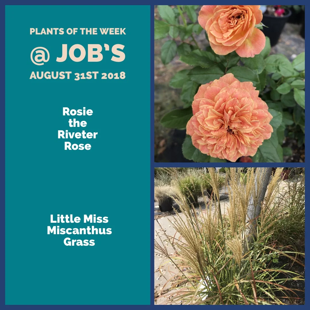 Plants of the Week for August 31st