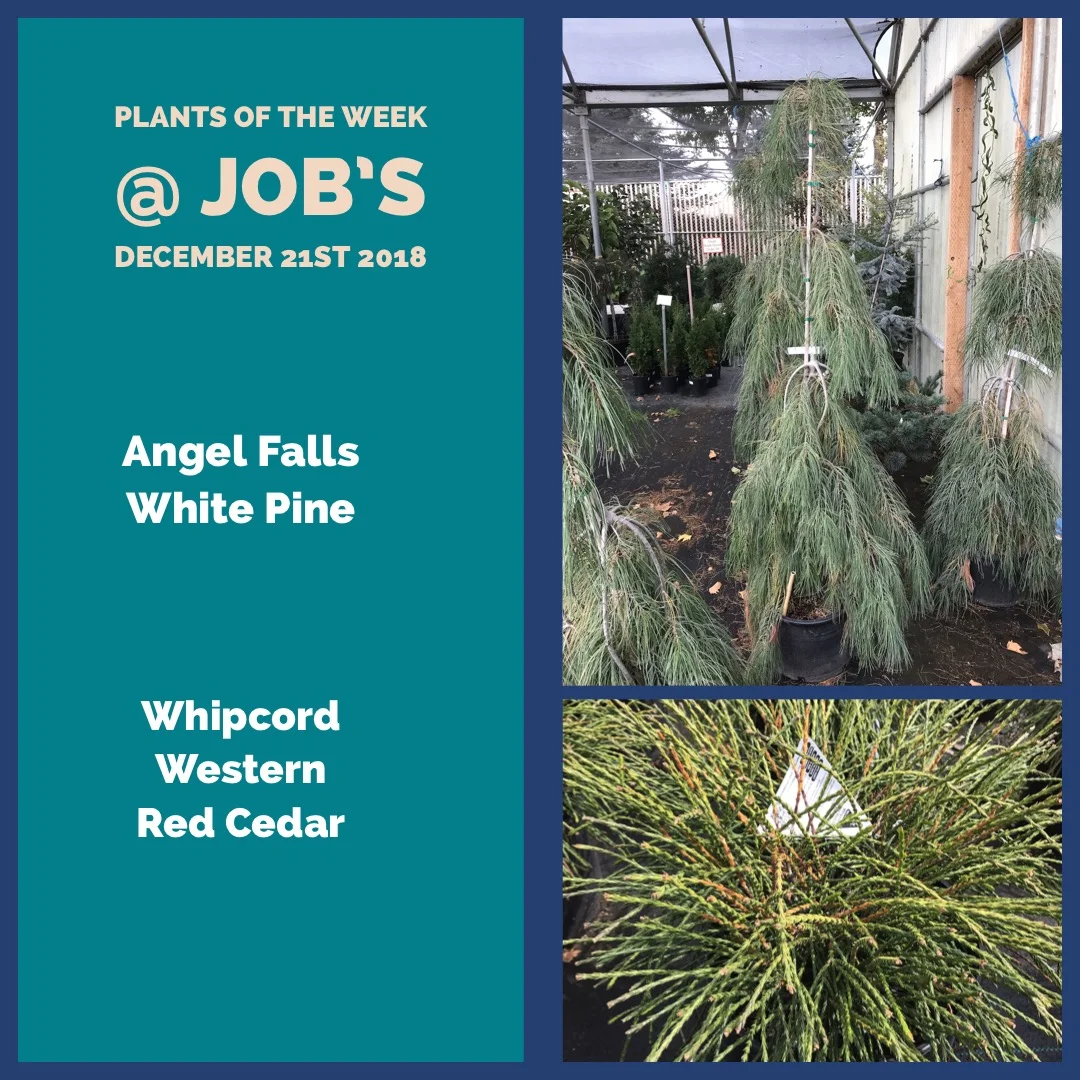 Featured Plants for December 21st