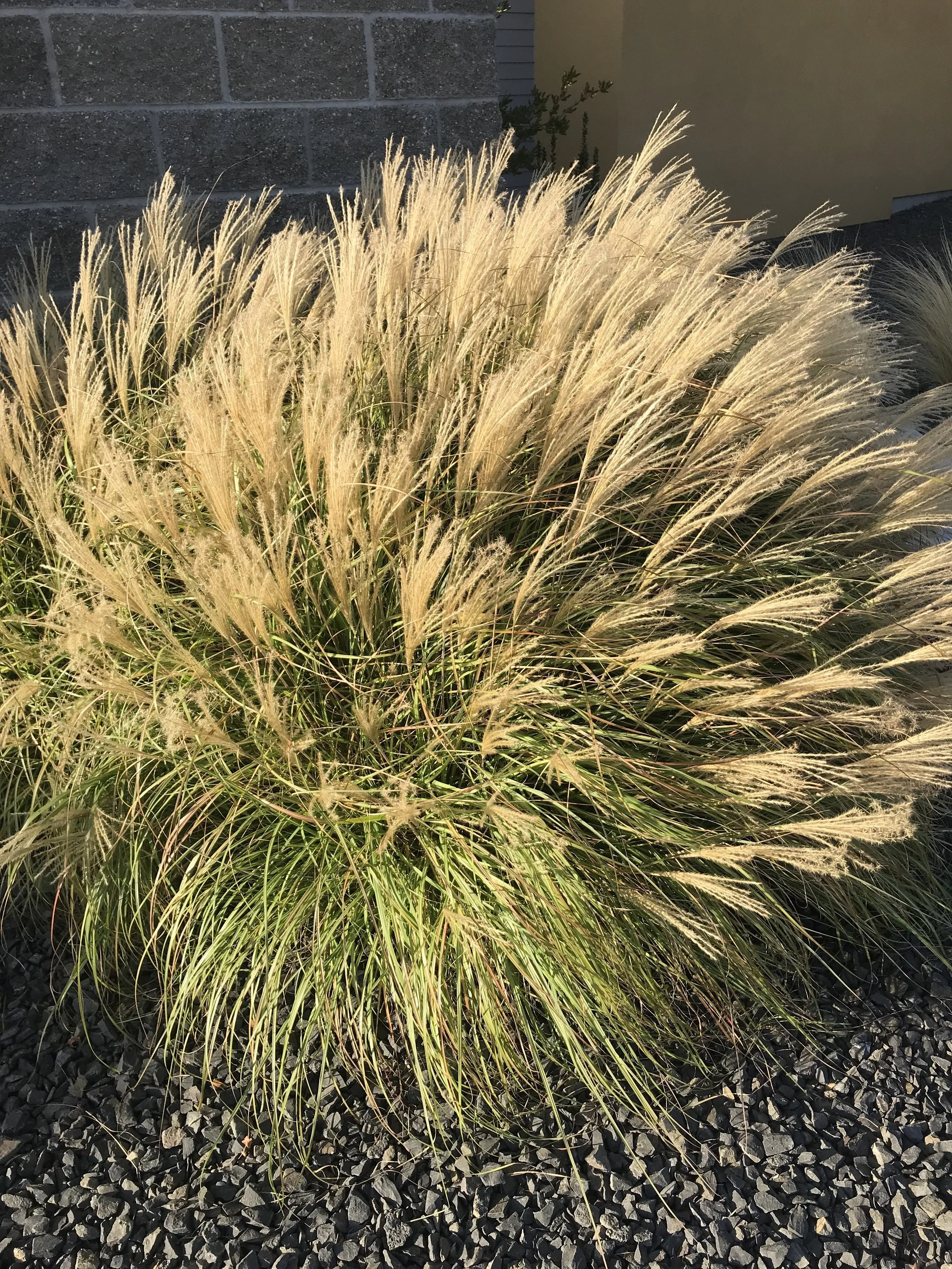When to prune grasses back and how to do it?