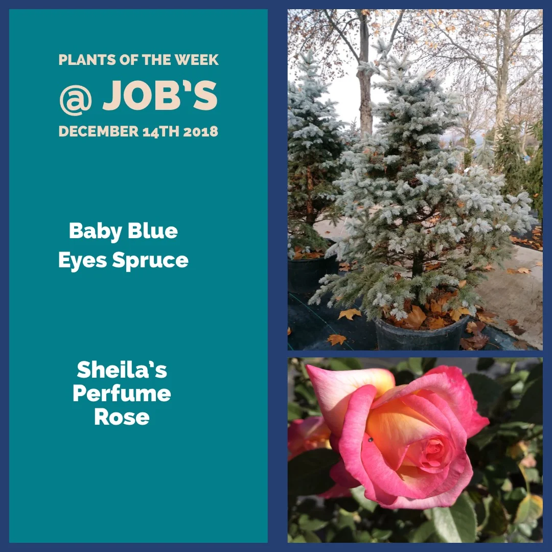 Plants of the Week for December 14th
