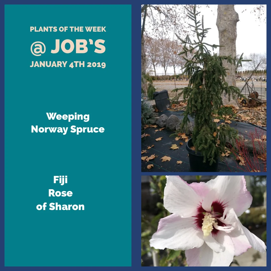 Featured Plants of a Week for January 4th 2019