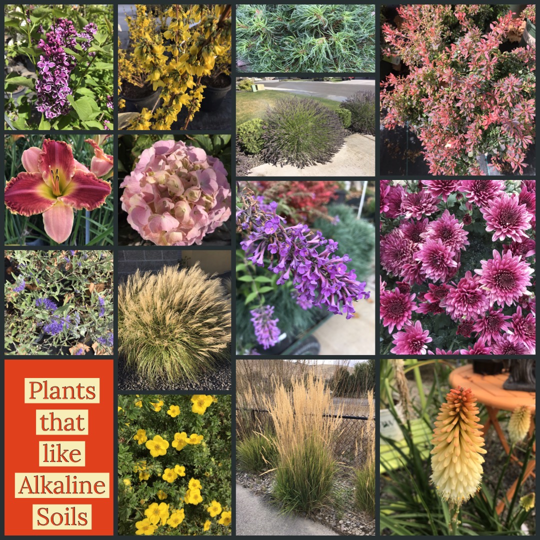 Plants that Like Alkaline Soils
