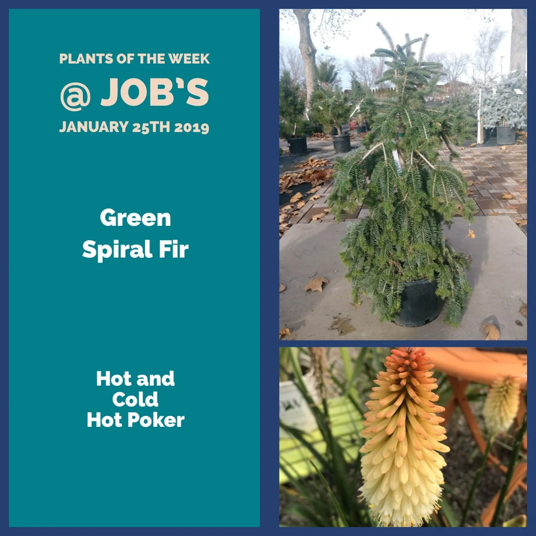 Plants of Week for January 25th