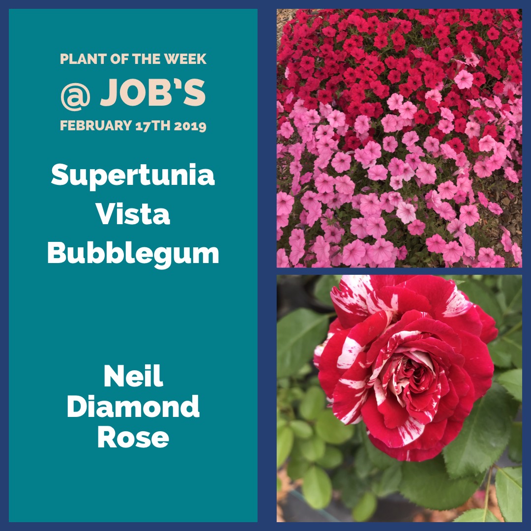 Plants of the Week for February 17th 2019