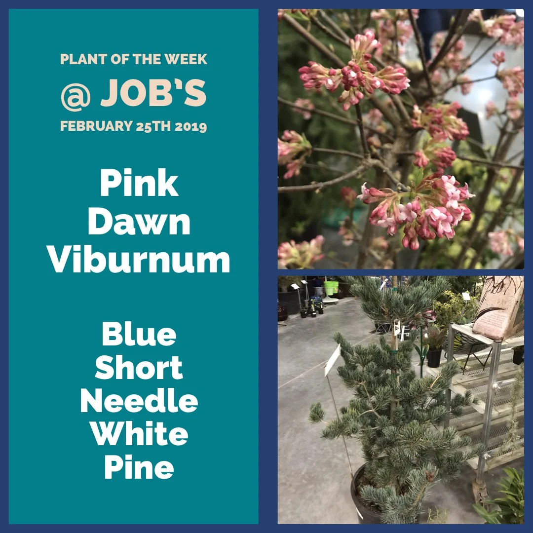 This Weeks Featured Plants for February 25th 2019