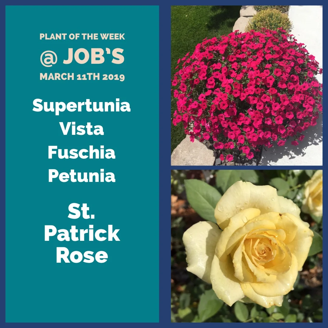 Plants of the Week for March 11th 2019