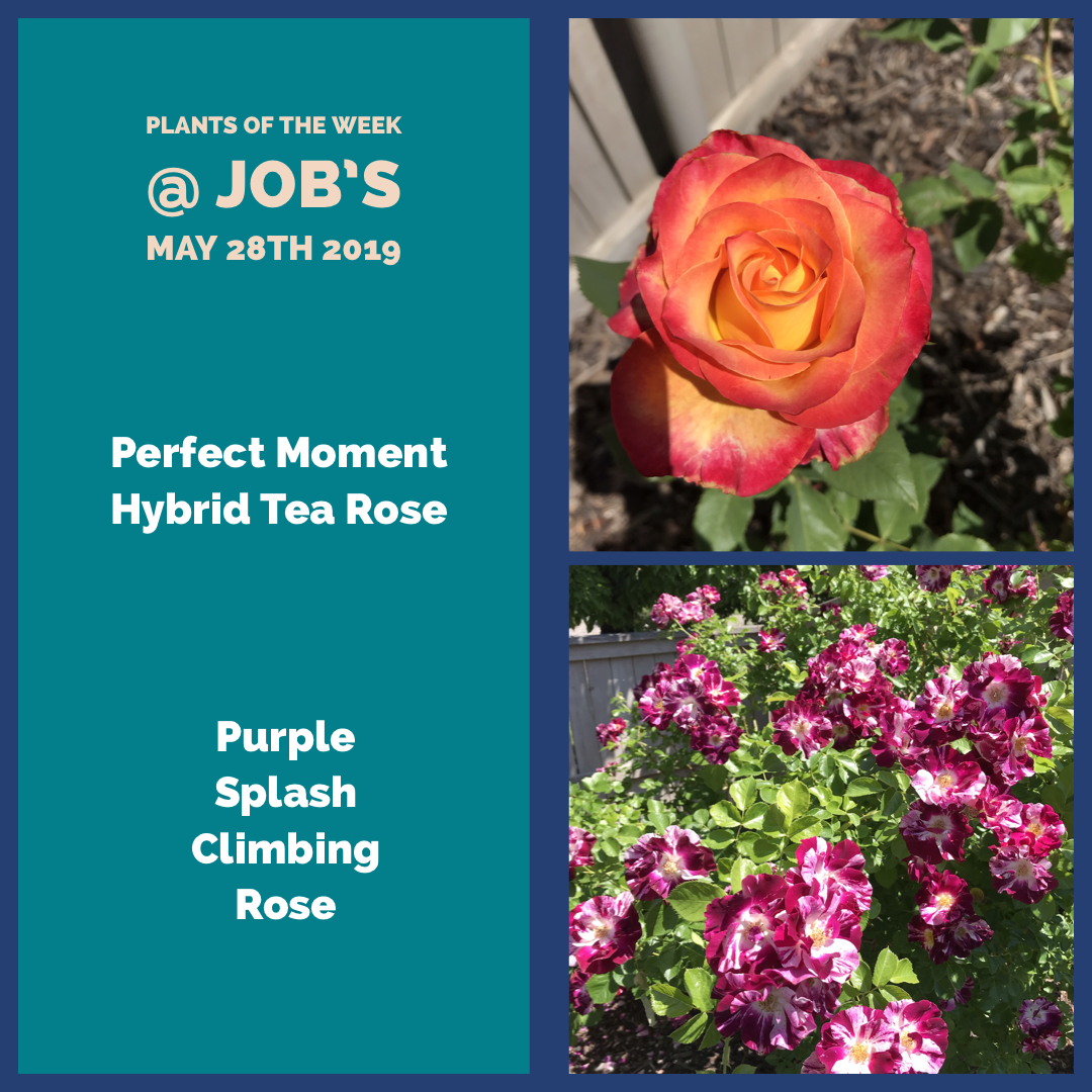 Plants of the Weeks for May 28th 2019
