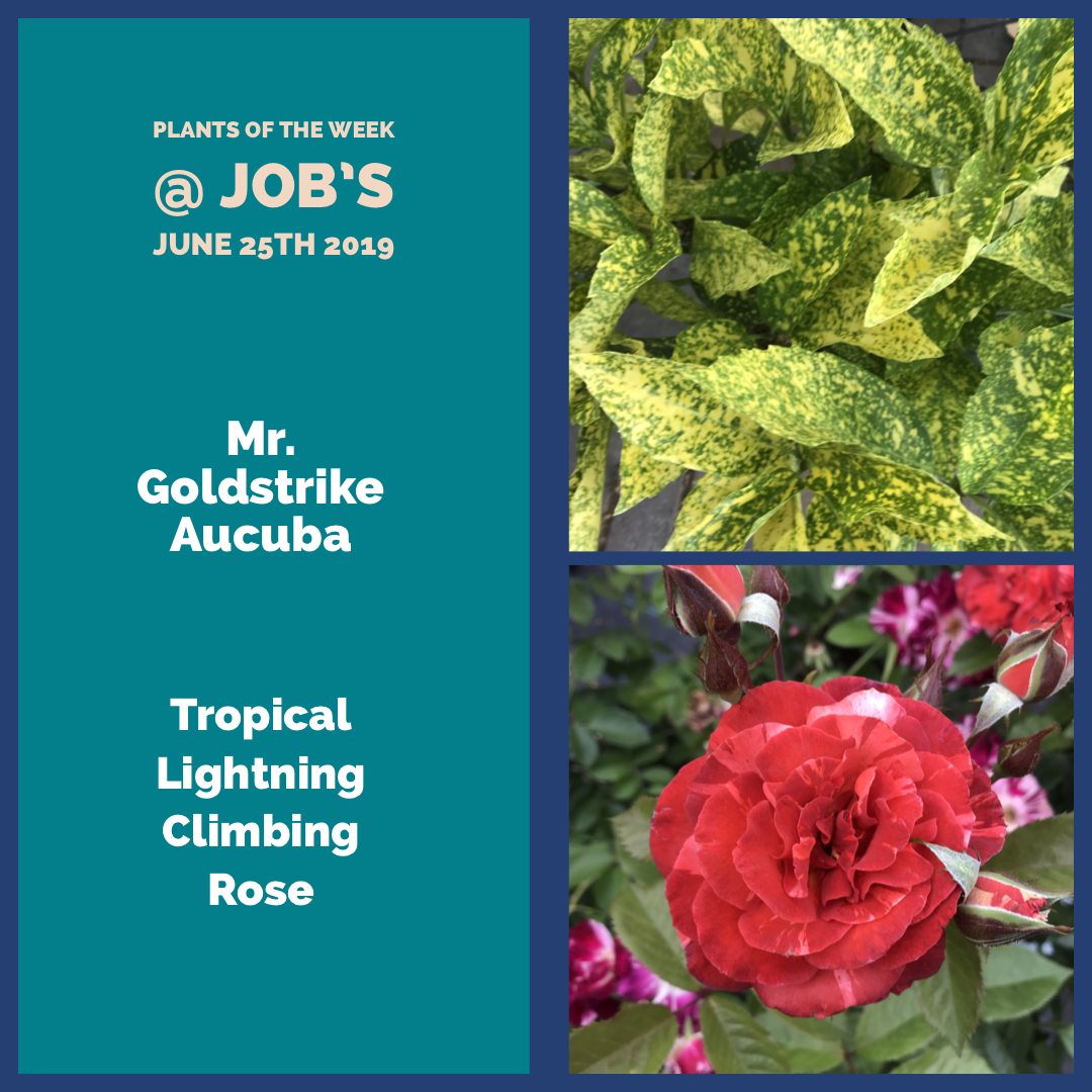 Featured Plants for The week of June 25th 2019.