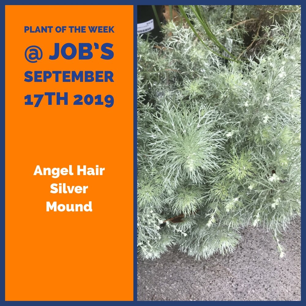 Plant of the Week for September 17th 2019 — Job's Nursery and Pumpkin Patch  LLC