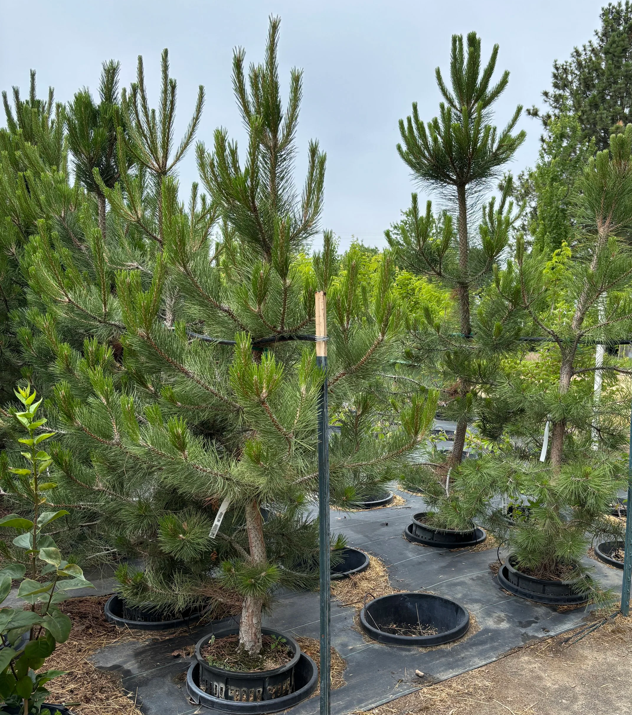 Tall and Lanky Austrian Pines #10 pot