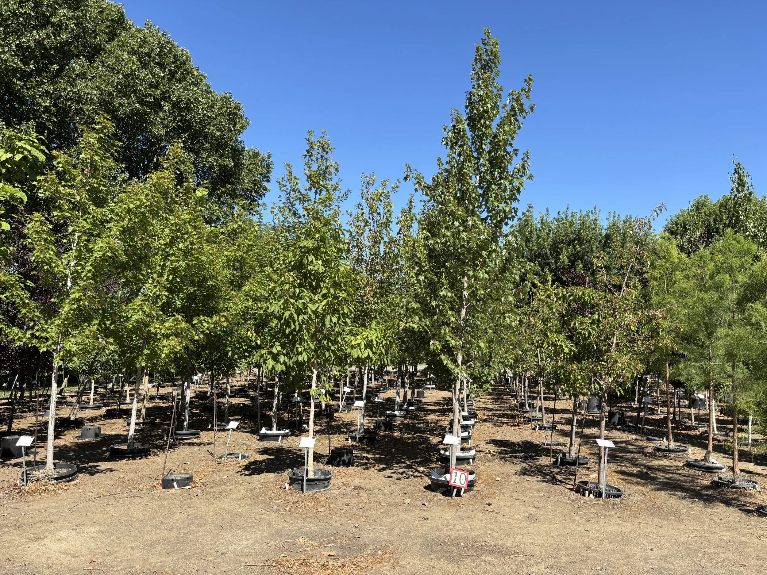 Potted trees in our store pot in pot grid.