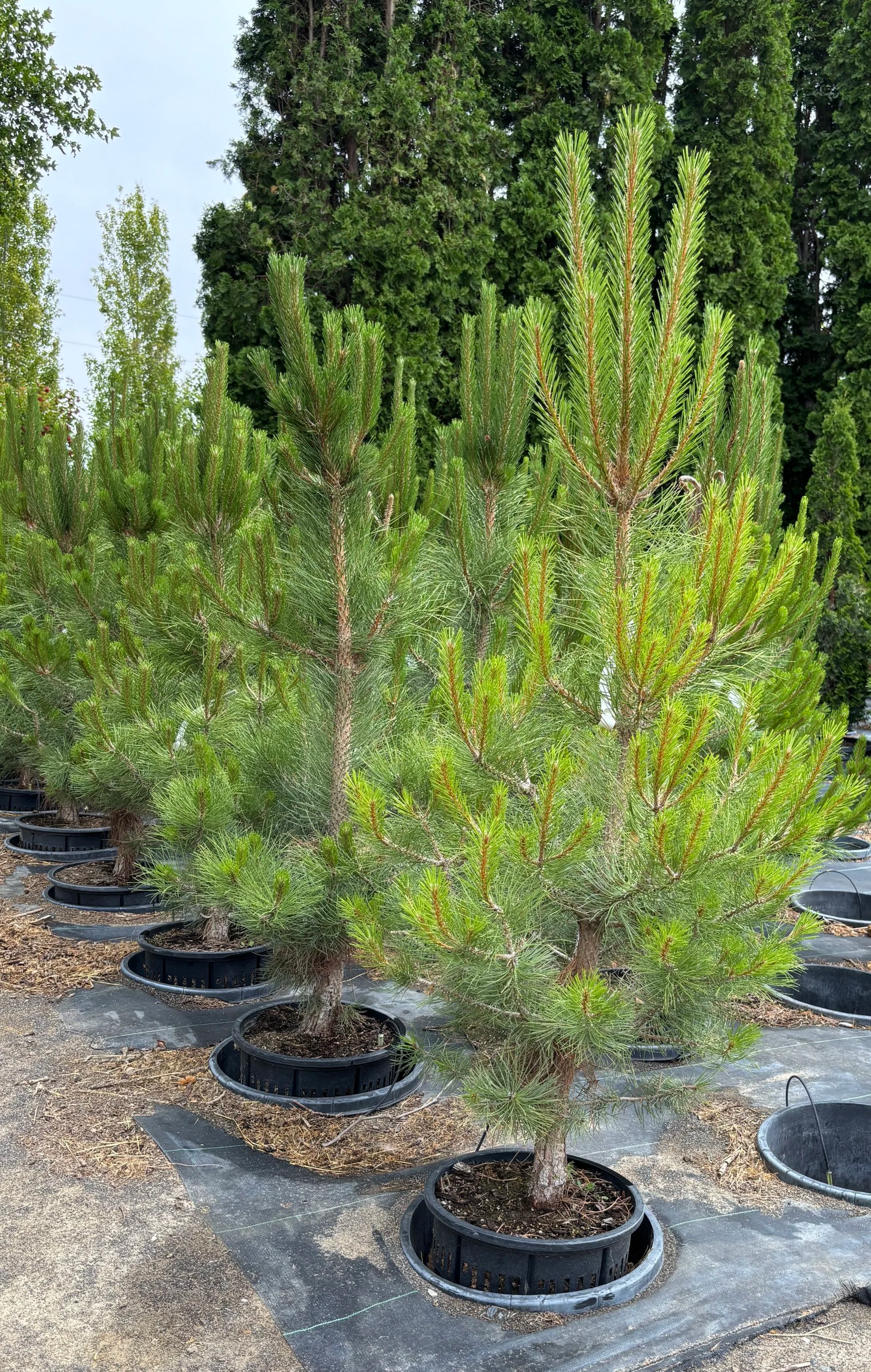 Austrian Pine in a 10 gallon pot.
