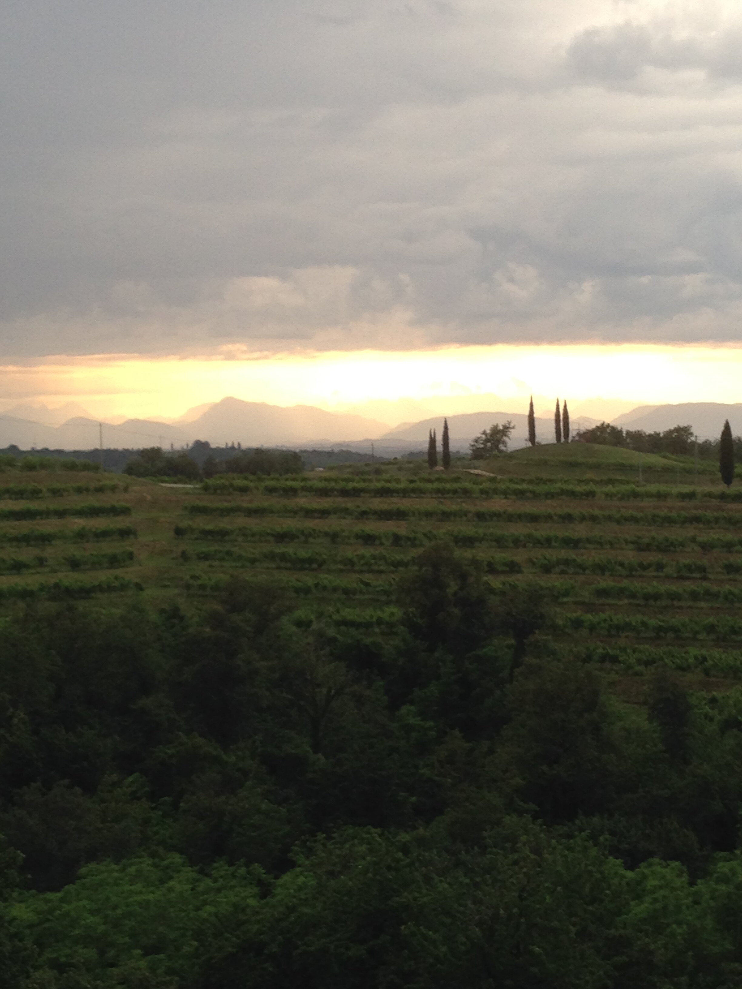 winery landscape.JPG