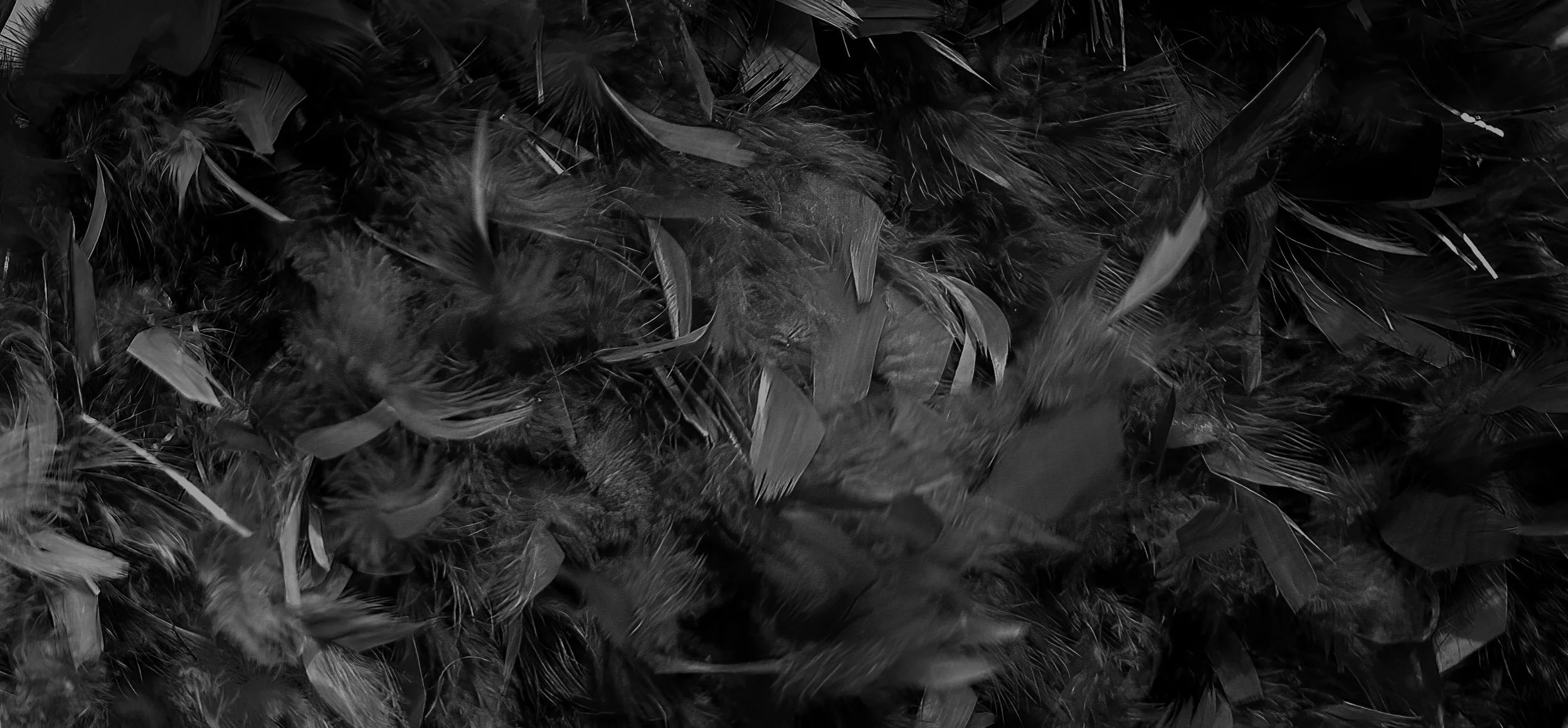 FEATHERS-BW2.jpg