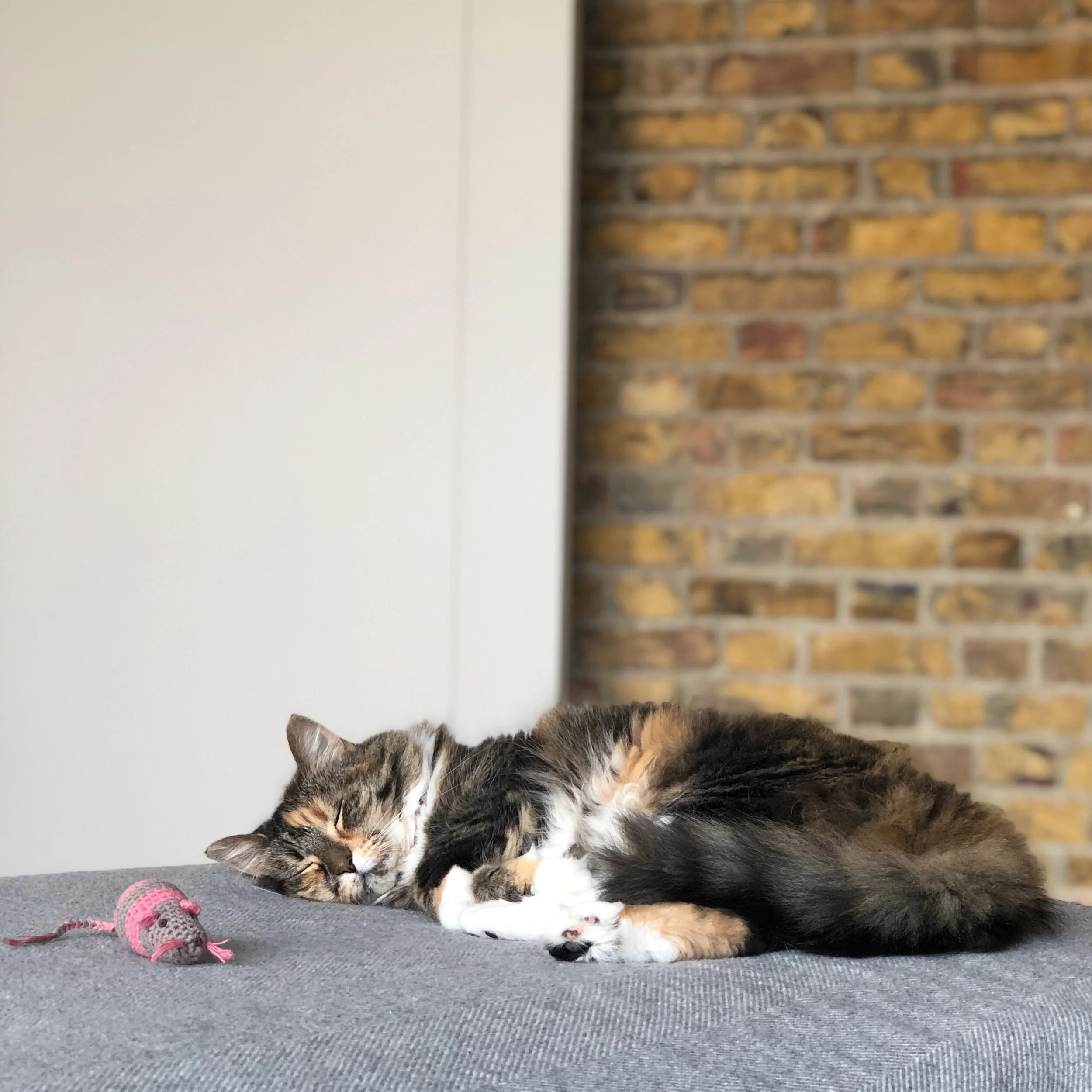 Musings from a Battersea Rescue Cat.