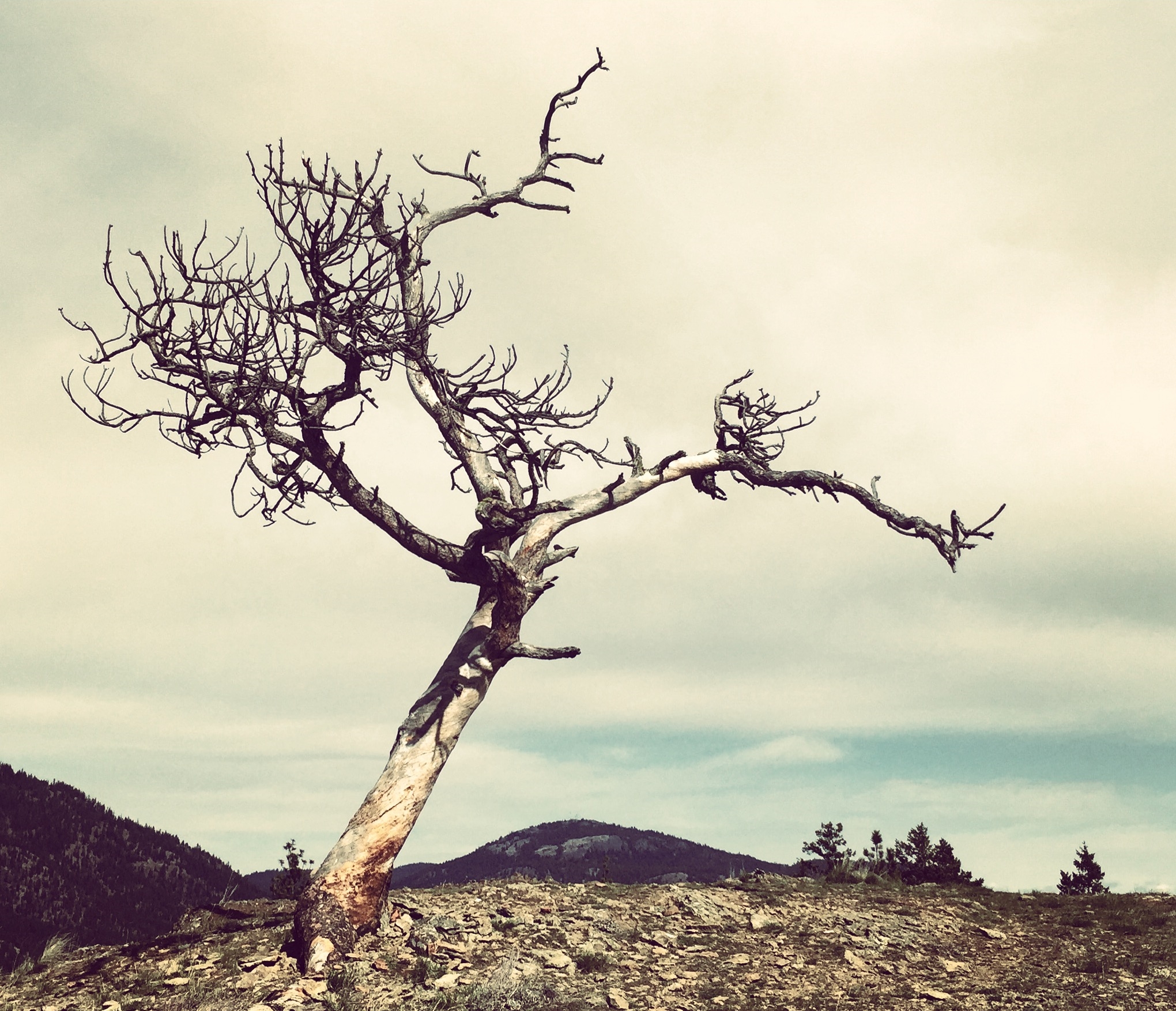 Lone Tree.jpg