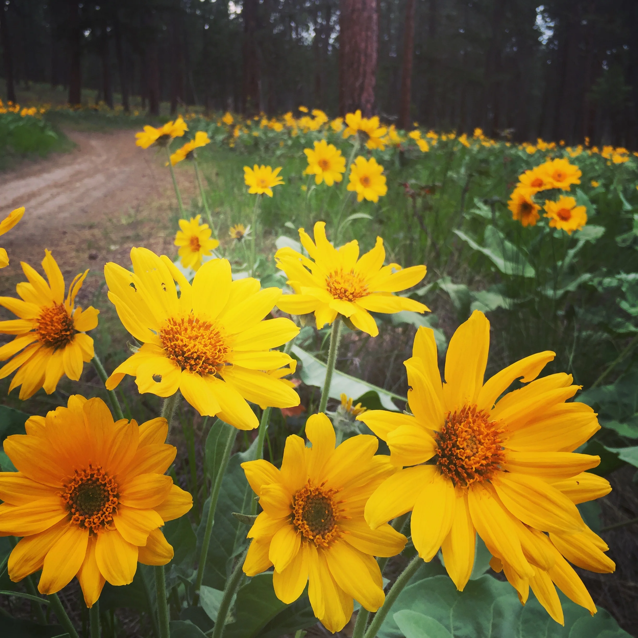 Balsamroot in #firstkelownaspring
