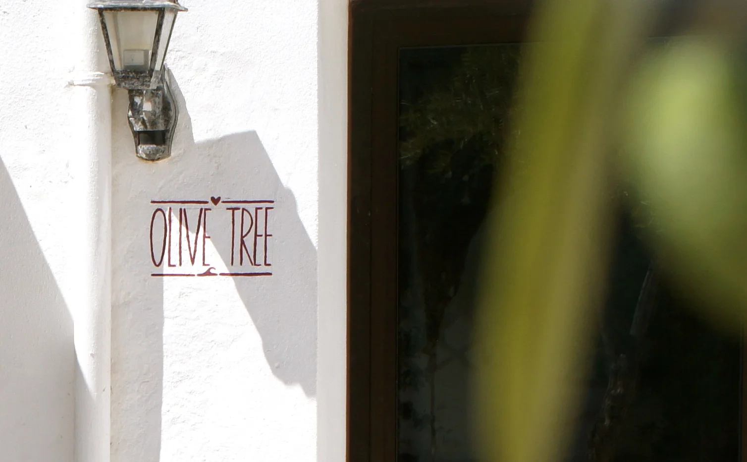 mango tree 1.jpg