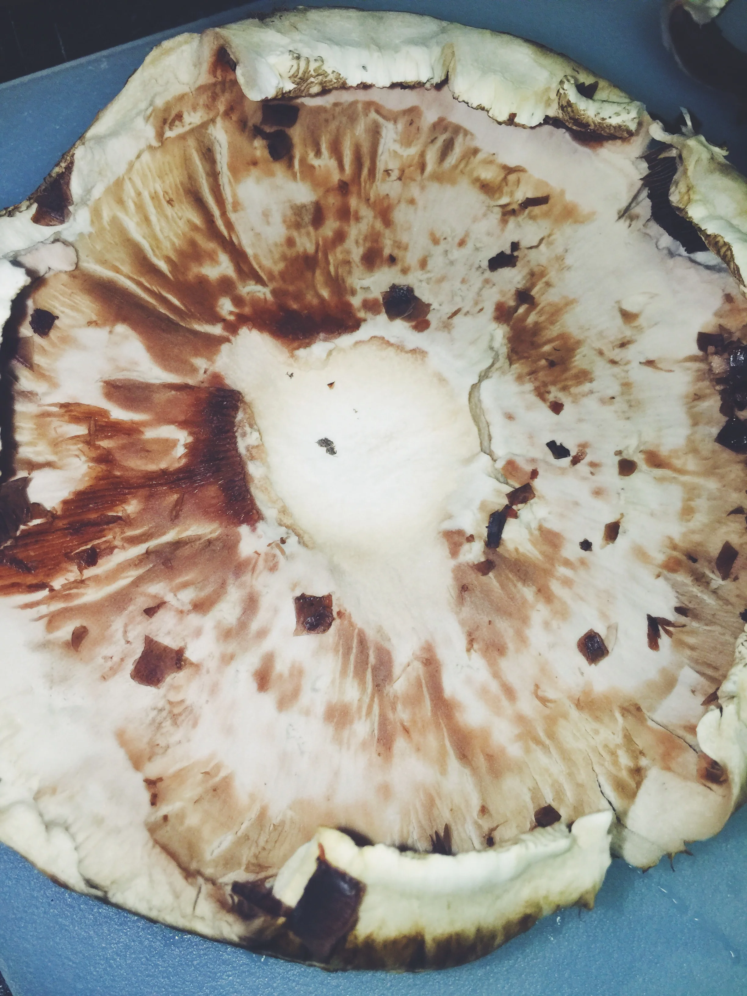 stemless portabella