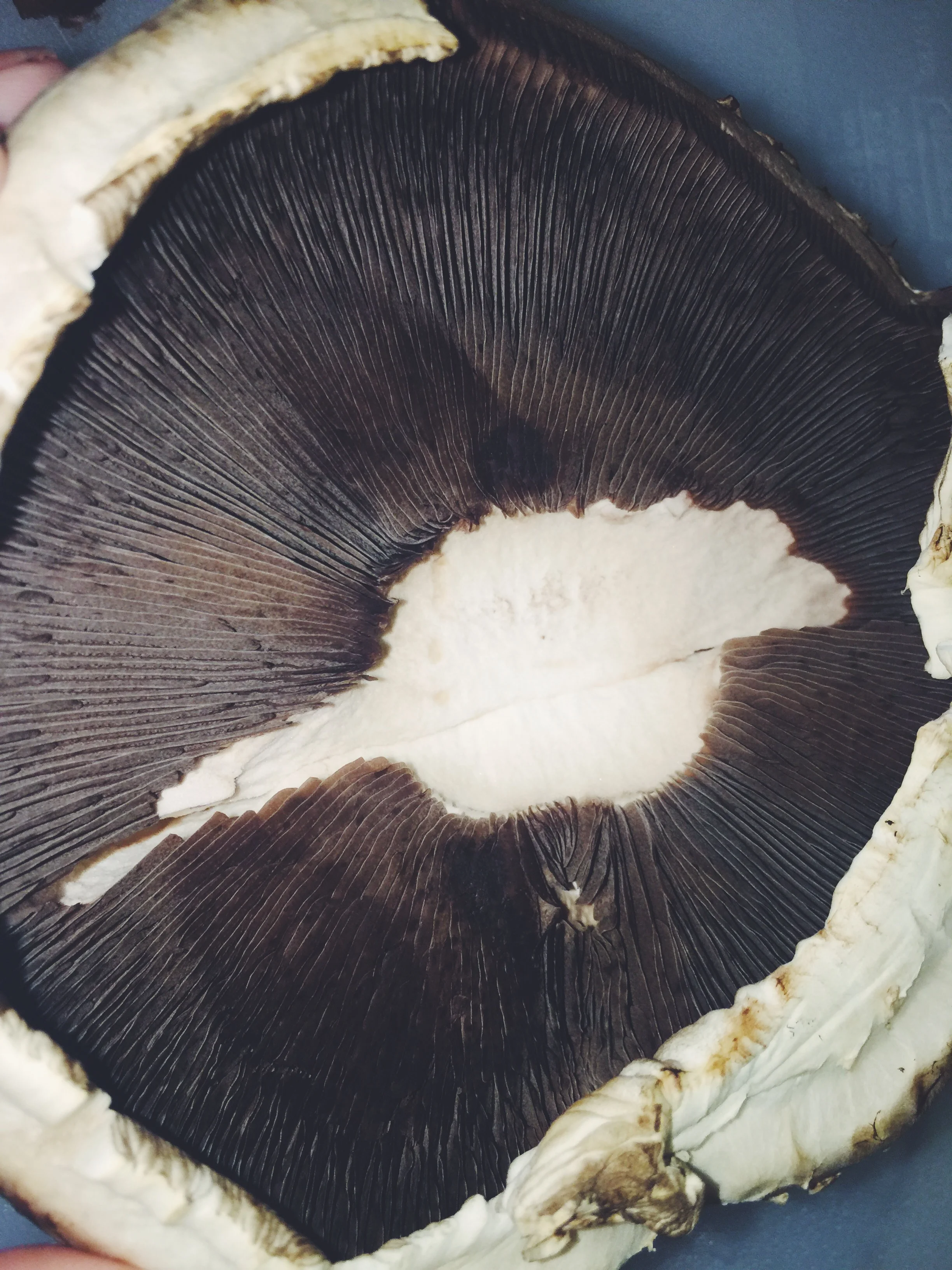 mushroom with gills
