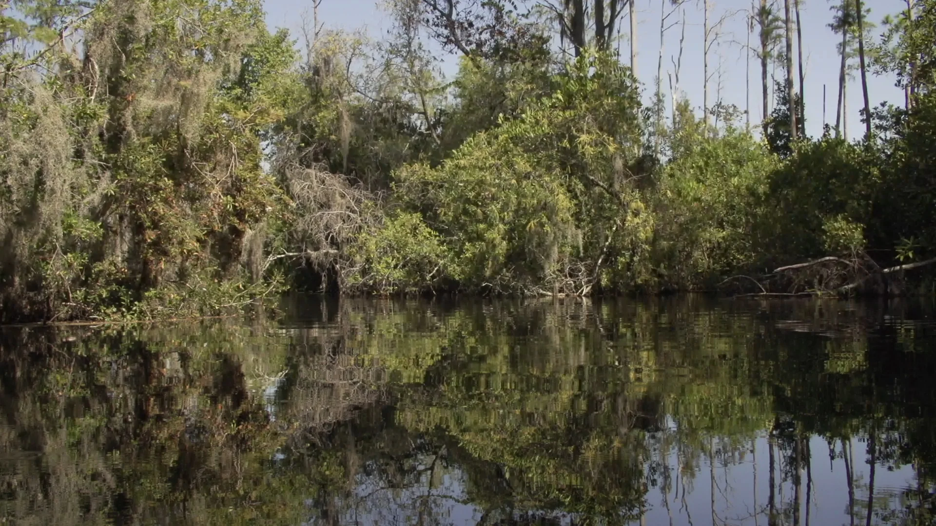okefenokee water.jpg