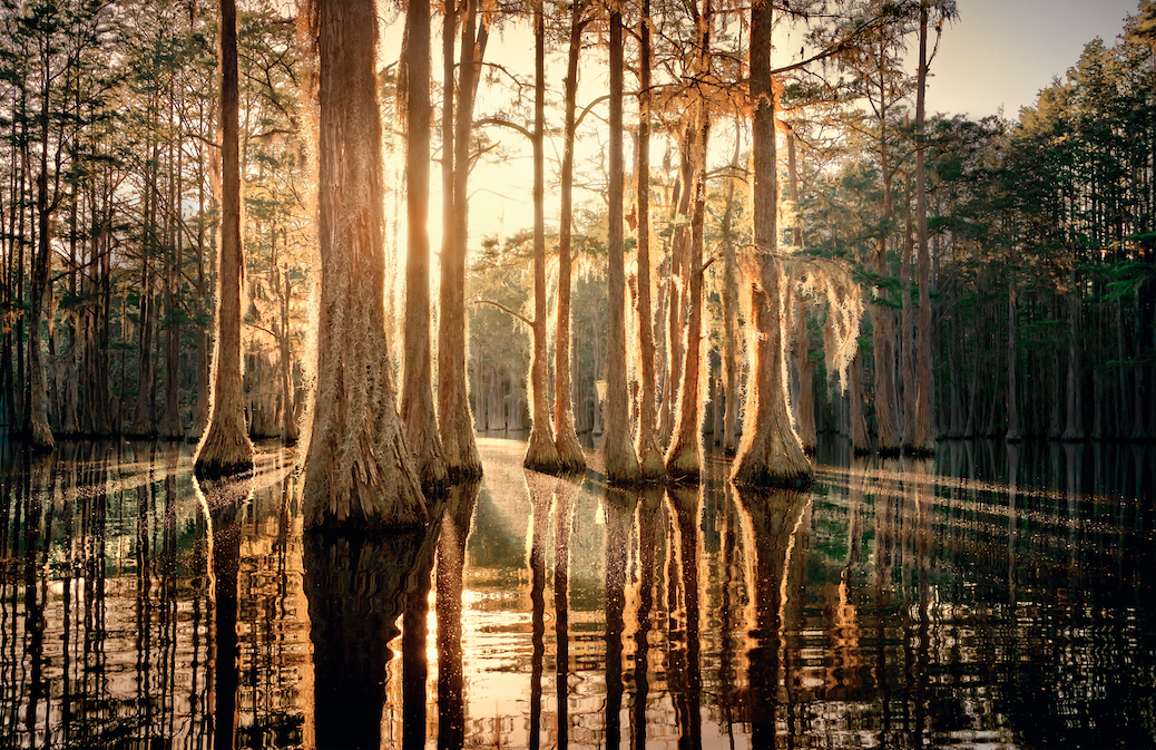  George L. Smith State park at Sunset. &nbsp;Cypress Trees  