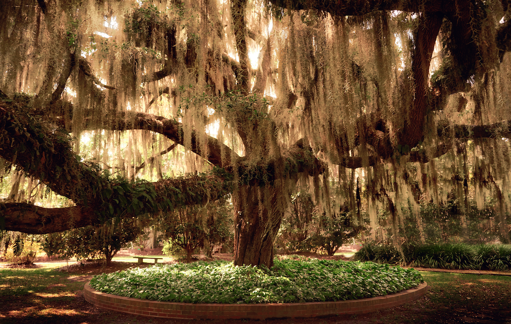  Live Oak at Pebble Hill Plantation, Thomasville, GA  
