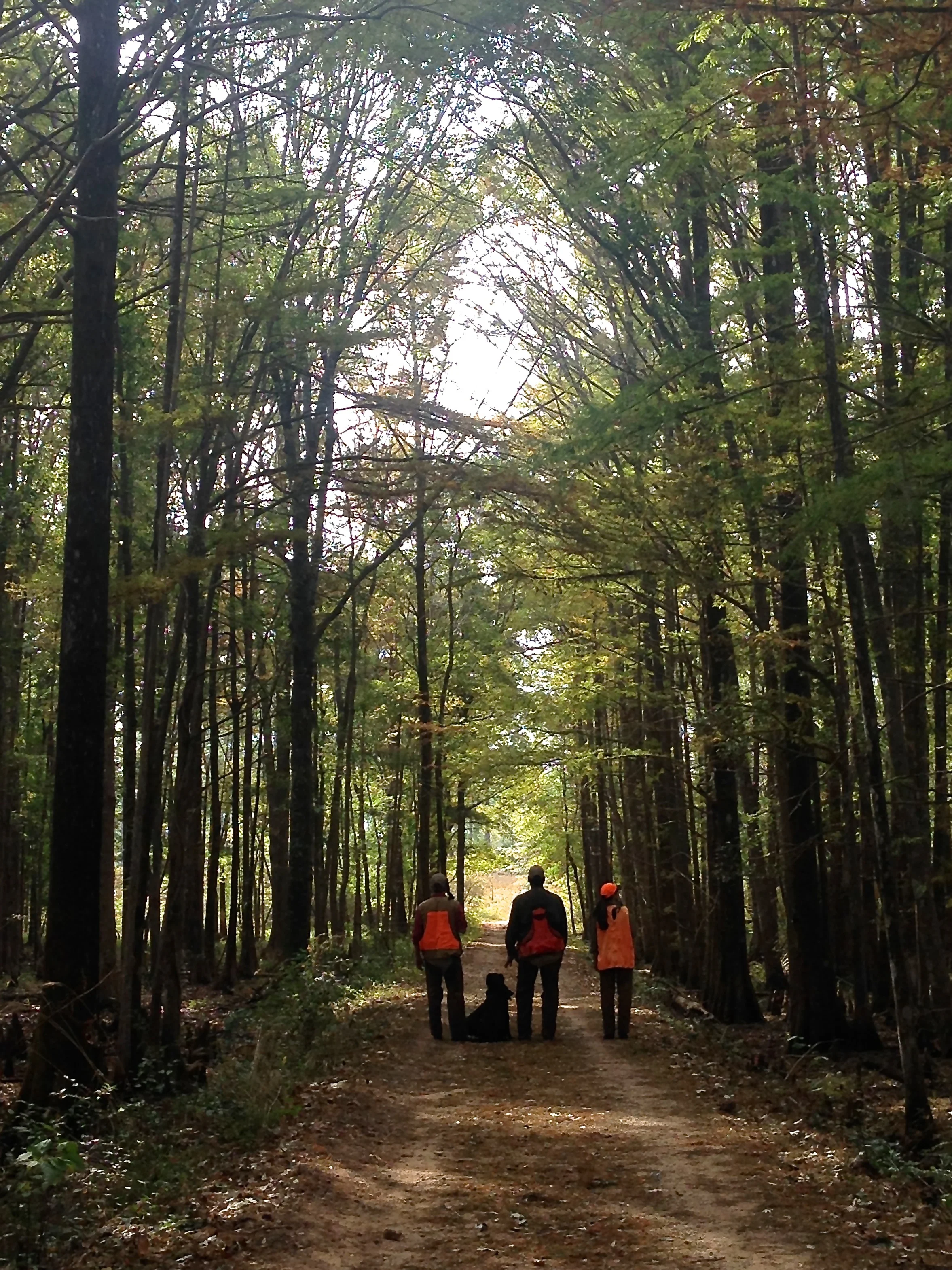 Randy Hickman, Hunting Manager, Leads hunters through alley of trees at Wynfield Plantation, Albany, GA