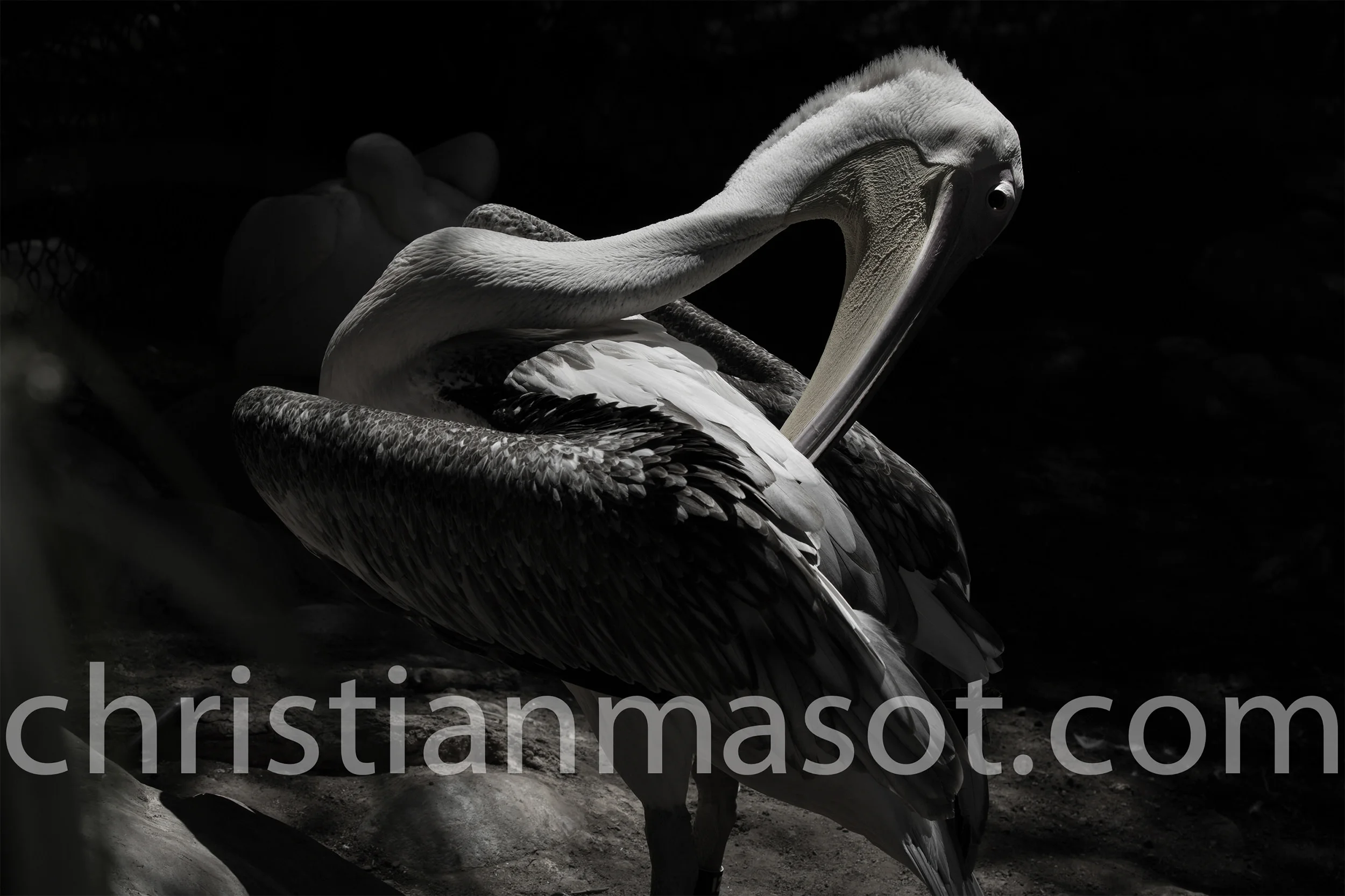 christianmasot-6.jpg