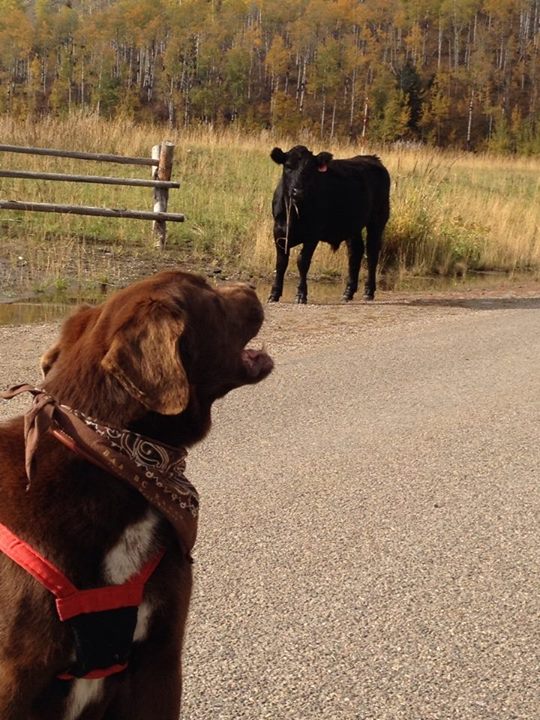 jack.cow.jpg