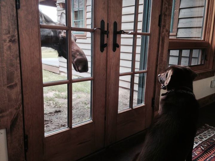 Jack.moose.jpg