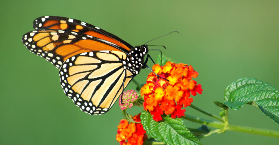 monarchbutterfly5315.jpg