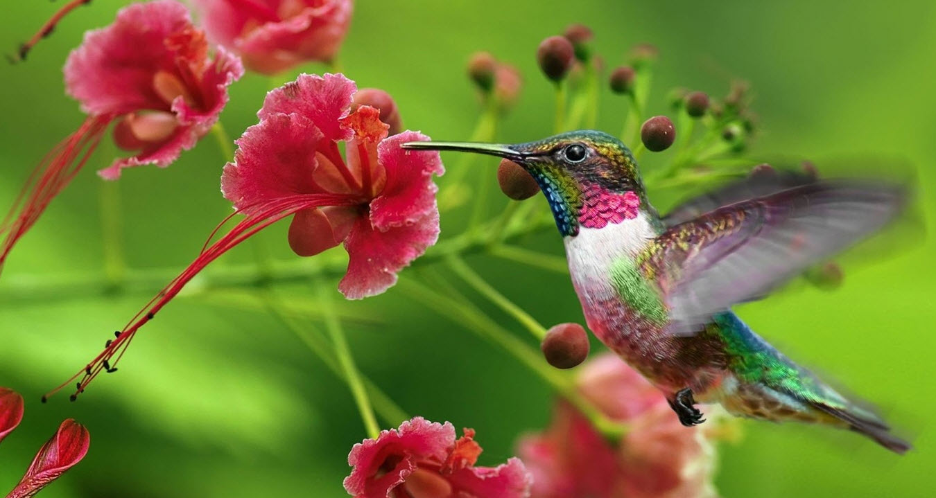 Hummingbird-with-Flower.jpg