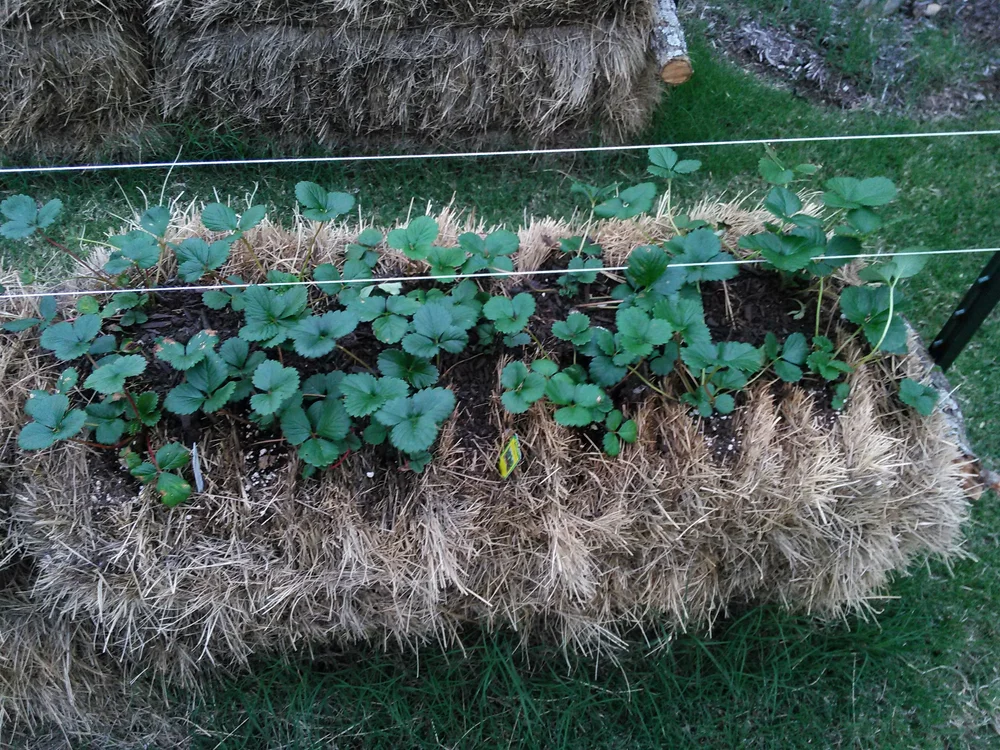 Straw Bale Gardening  Harvest