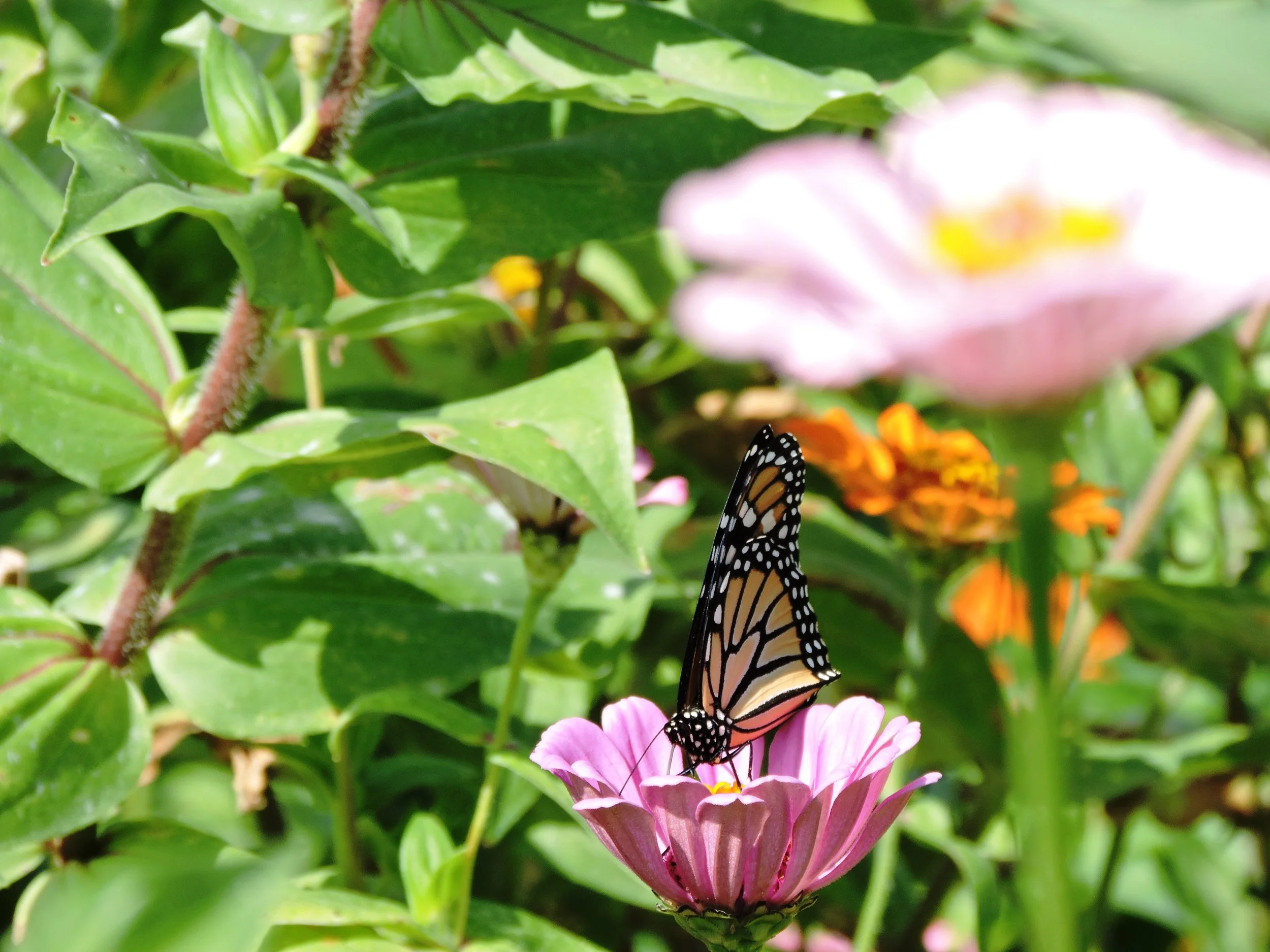 MonarchButterfly.jpg