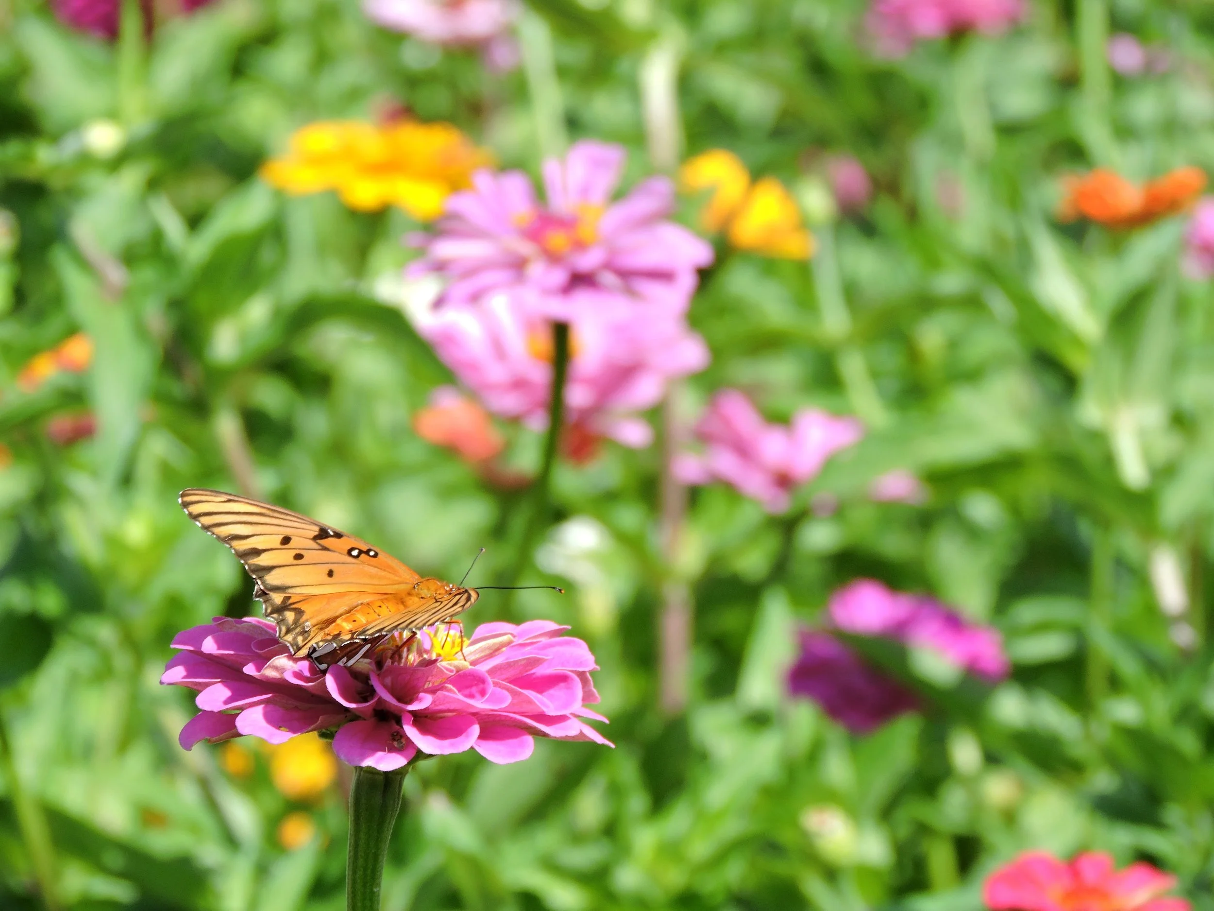 ButterflyGarden3.jpg