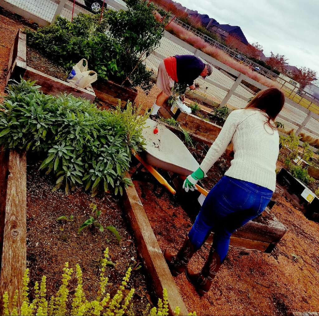 Harvest North Texas Food Bank Garden Club are prepping their beds for the winter.