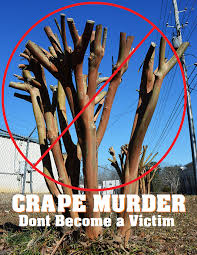 Crape Murder.jpg