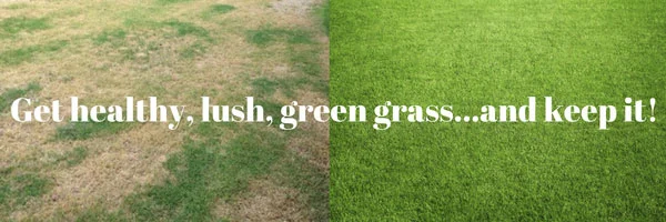 Grass(1).jpg