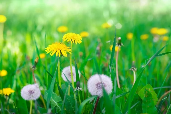 common-lawn-weeds.jpg