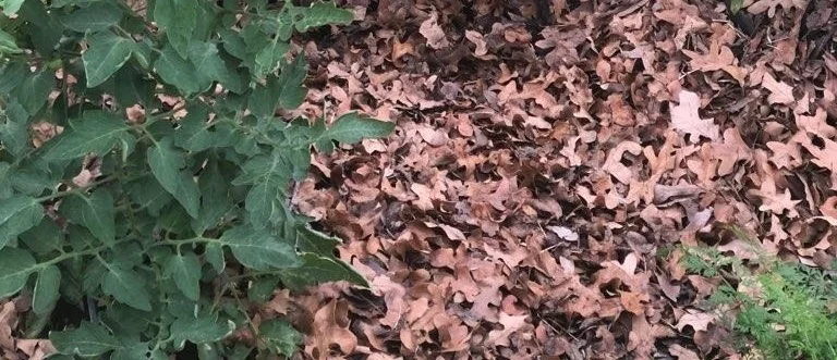 mulch%252B1.jpg