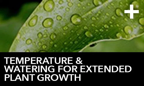 htg-info-center-ask-the-doc-articles-temperature-and-watering-for-extended-plant-growth-thumbnail.jpg
