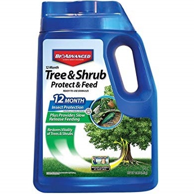 tree.jpg