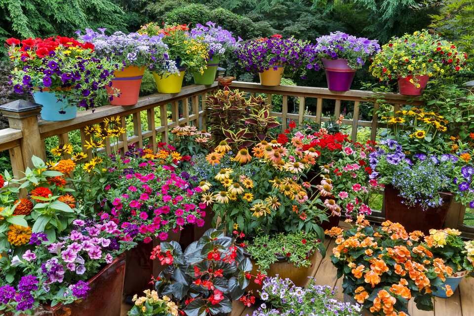 Container Plantings Ideas.jpg.